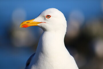 close up of a seagull
