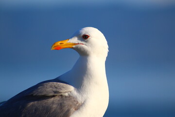 seagull on a rock