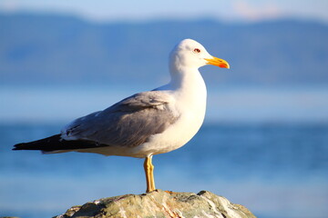 seagull on the rock