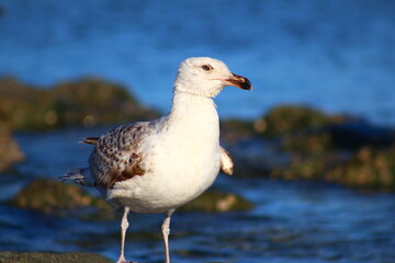 seagull on the beach