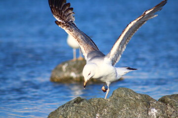seagull in flight