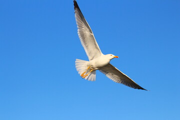 seagull in the sky