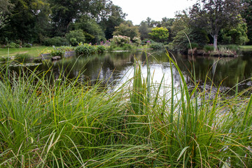 Grands herbes en bordure d'étang