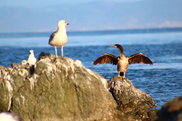 seagull on the beach