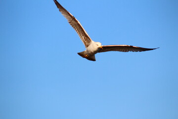 eagle in flight