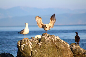 pelican on the beach