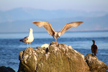 pelicans on the beach