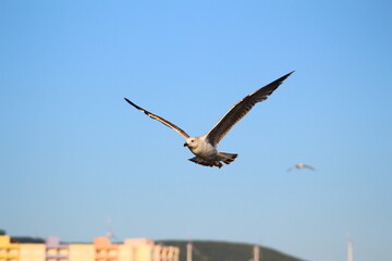 natural Sunset ot the sea 
