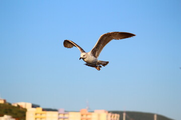 seagull in flight