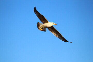 vulture in flight