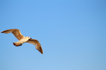 bird in flight