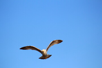 bird in flight