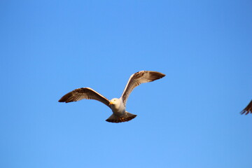 vulture in flight