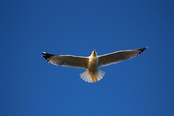 seagull in flight