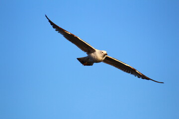 seagull in the flight