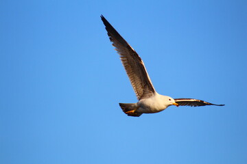seagull in the flight