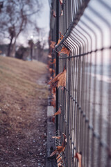 
Dried leaves on the fence in autumn and the wavy sea in the background