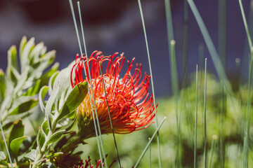 close-up of red Australian protea flower surrounded by tropical plants outdoor shot at shallow depth of field