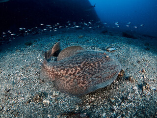 Electric ray (Torpedo marmorata) swimming in the mediterranean sea