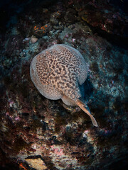 Electric ray (Torpedo marmorata) swimming in the mediterranean sea