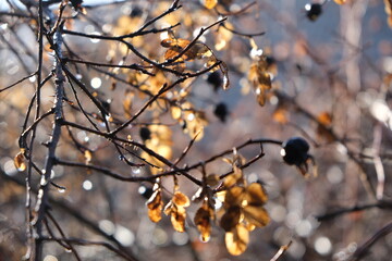 yellow roses in winter