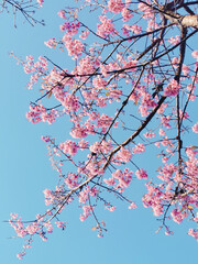 Sakura's spring flowers in the sunlight pink cherry blossom with the blue sky