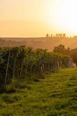 Weinreben im Sonnenuntergang
