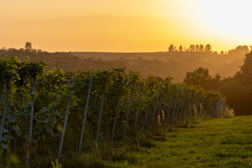 Weinreben im Sonnenuntergang