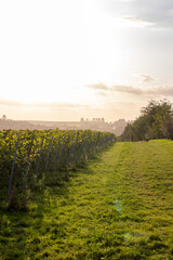 Weinreben im Sonnenuntergang
