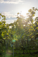 Weinreben