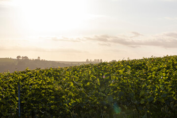 Weinreben im Sonnenuntergang