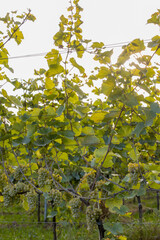 Weinreben