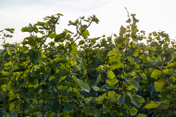 Weinreben