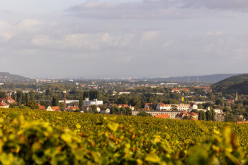 Blick über Meißen