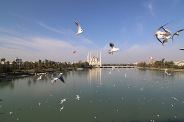 Fototapeta na wymiar Adana sabanci central mosque and seagulls