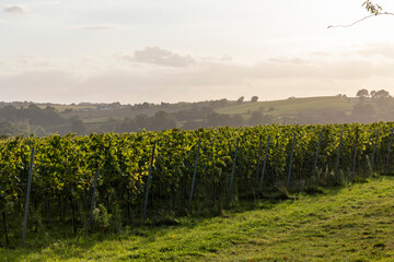 Weinreben