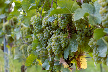 Weinrebe