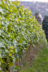 Weinrebe