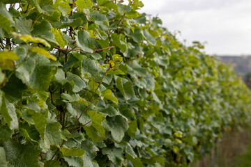 Weinrebe
