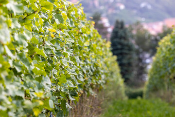 Weinrebe