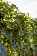 Weinrebe