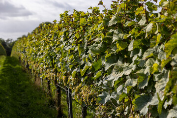 Weinrebe