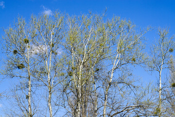 Spring tree on a background of blue sky.