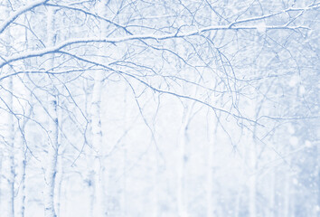 Winter background with snow-covered birch trees. Winter landscape