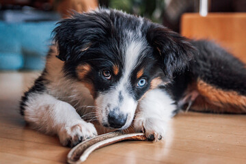 Australien Shepherd Welpe beim Kauen