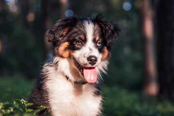 Australien Shepherd Welpe im Wald bei Sonnenschein