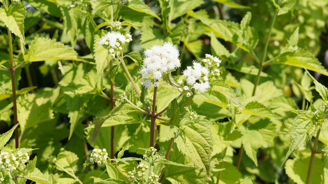 Eupatoire ou Eupatorium rugosum braunlaub, plante &agrave; floraison vaporeuse en corymbes de fleurs blanches pur sur tiges dress&eacute;es rouge&acirc;tre garnies d'un feuillage buissonnant vert 