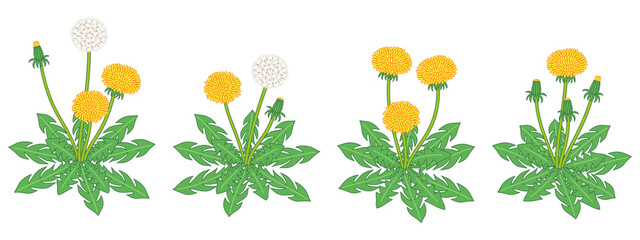 タンポポのリアルなイラスト