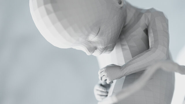 3d rendered illustration of an abstract human fetus - week 17