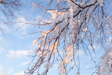 Tree branch covered with snow, illuminated with sunlight, blue sky with white clouds in the background
